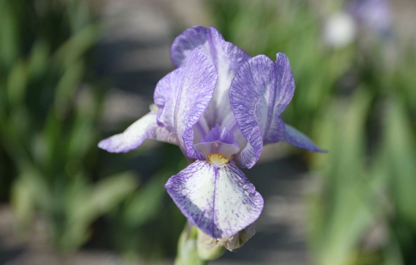 Iris germanica 'Petit Monet'